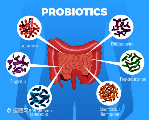益生菌海报与加强免疫系统符号平矢量插图