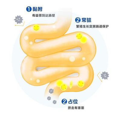 益生菌真能提高免疫力吗?